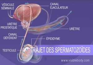 trajet des spermatozoïdes